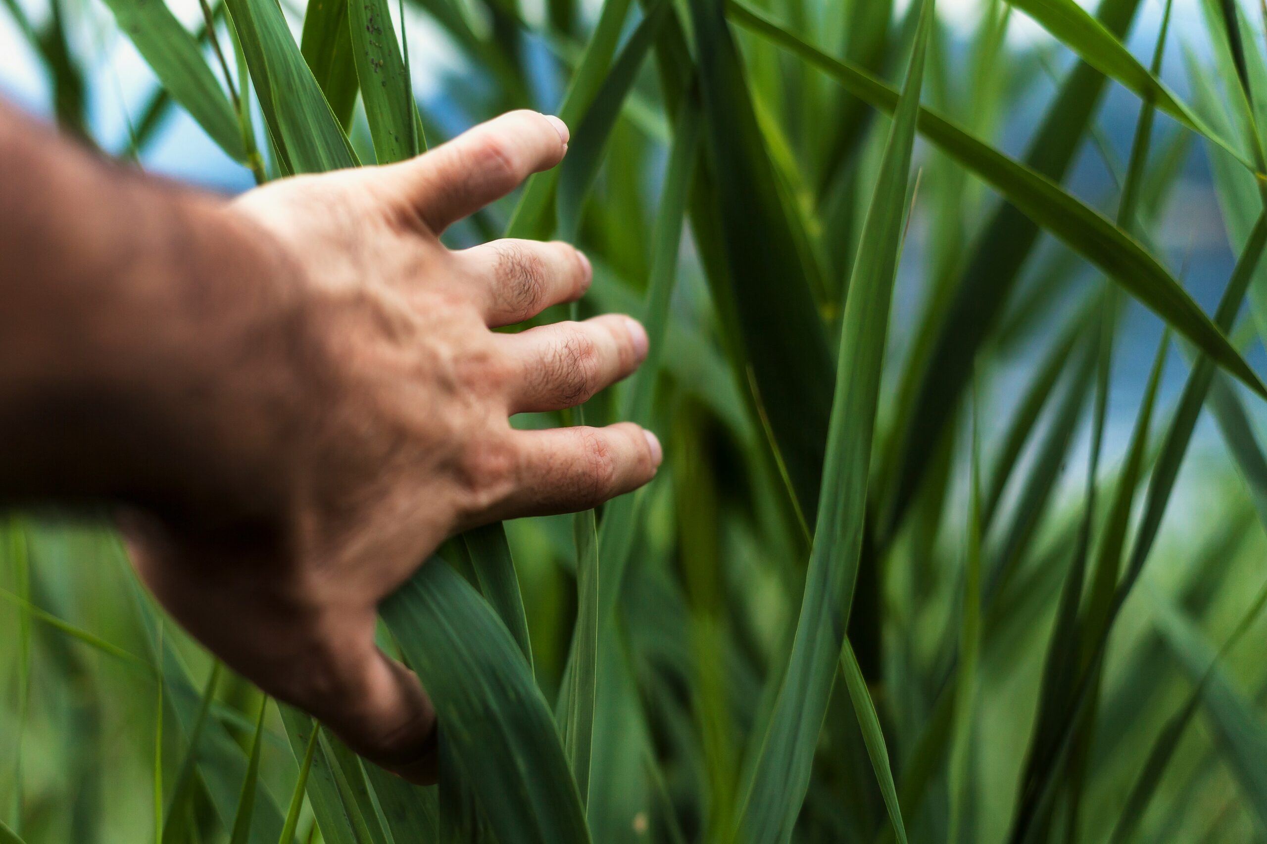 Man touching the grass showing 'grounding' in reality